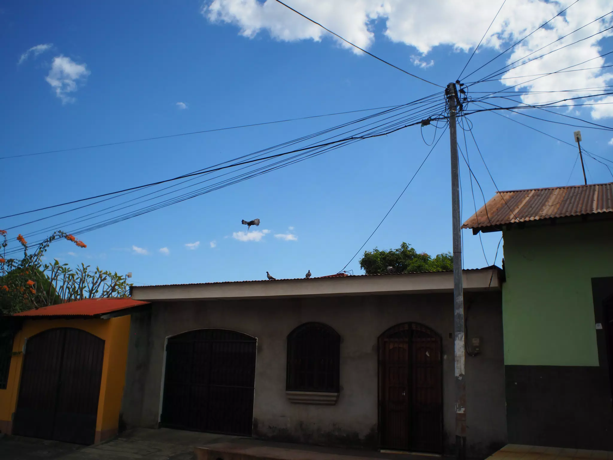 Pigeon Flying Over House in Leon
