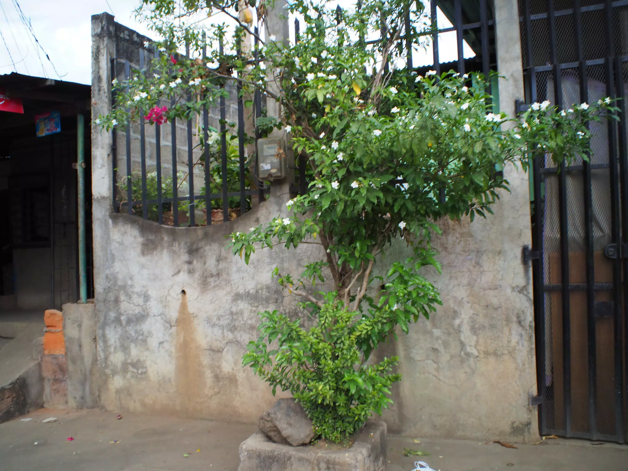 Tree with White Flowers in Leon
