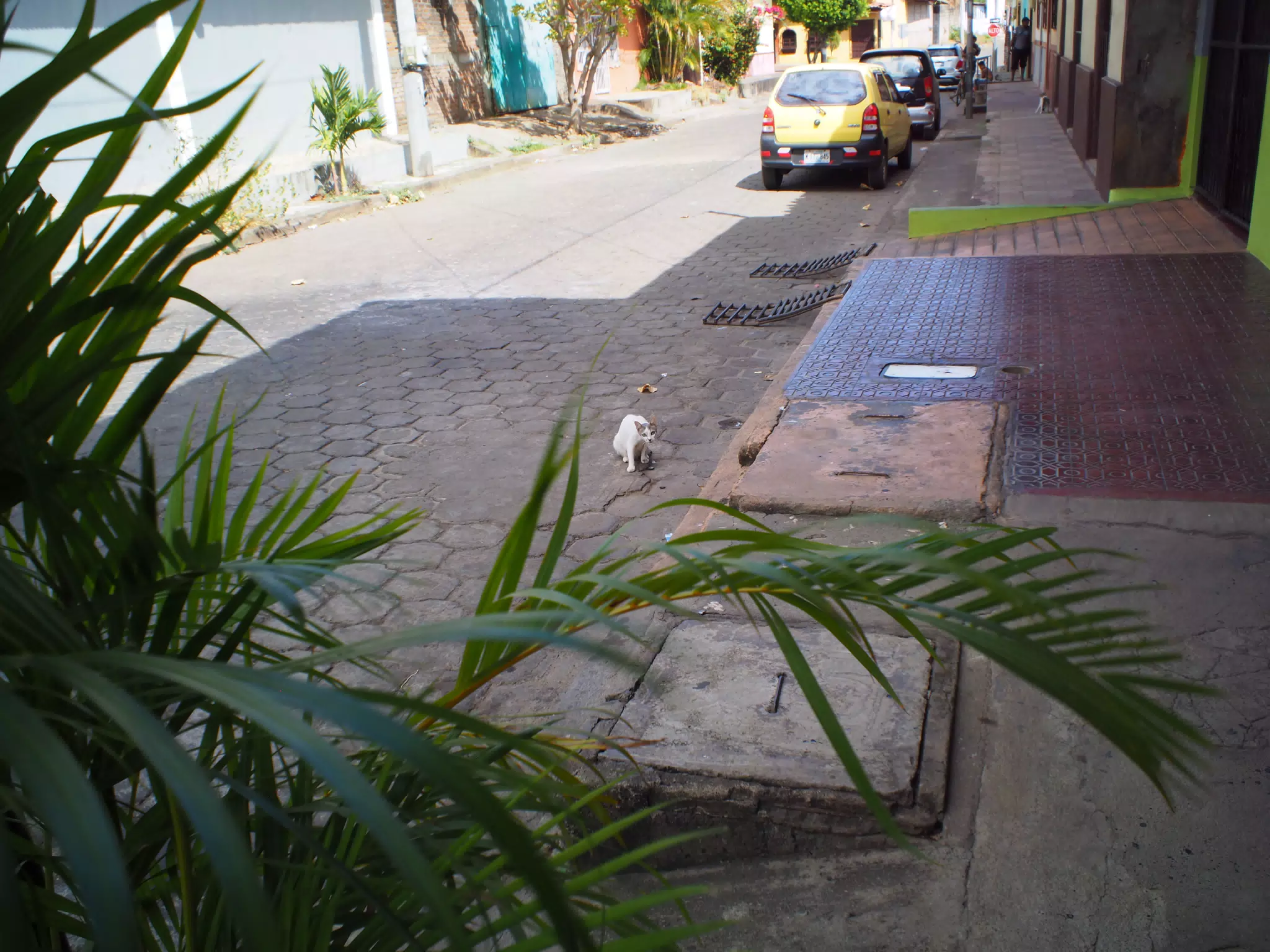 Cat on the Streets of Leon