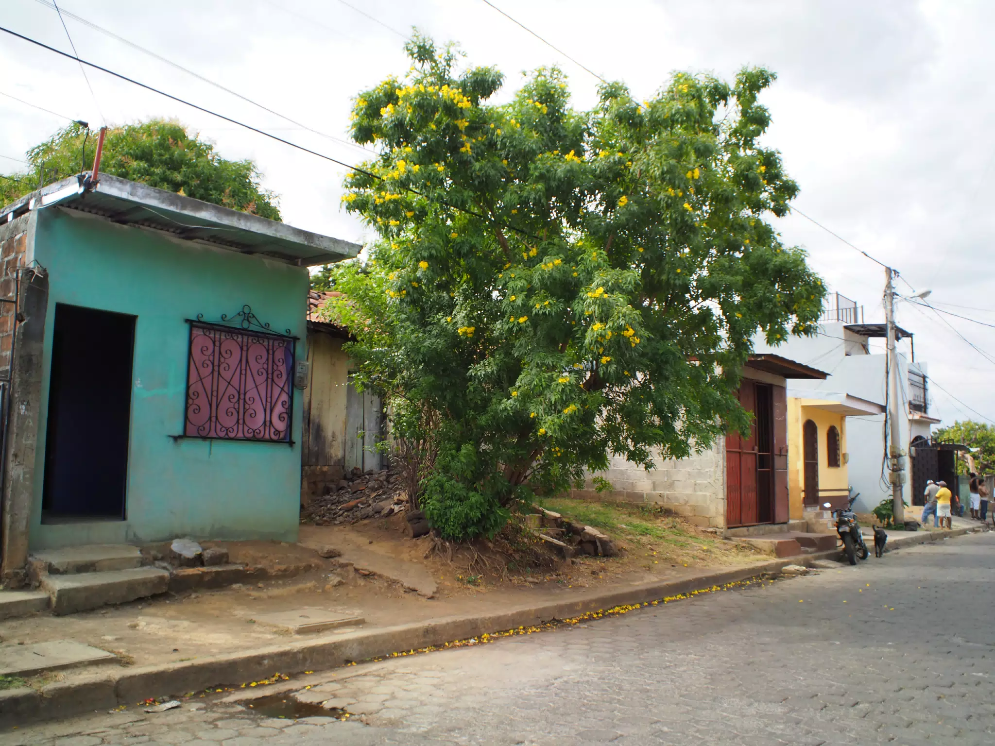Tree with Orange Flowers in Leon