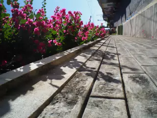 Flower Topped Wall in Leon, Nicaragua