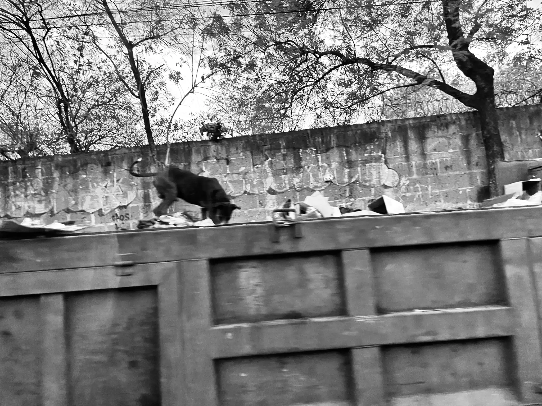 Dog in Garbage Bin