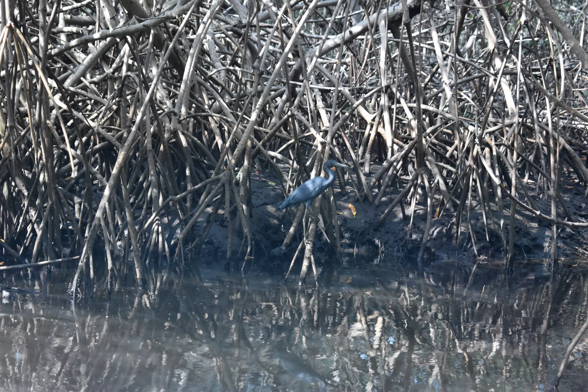 DSC_0661