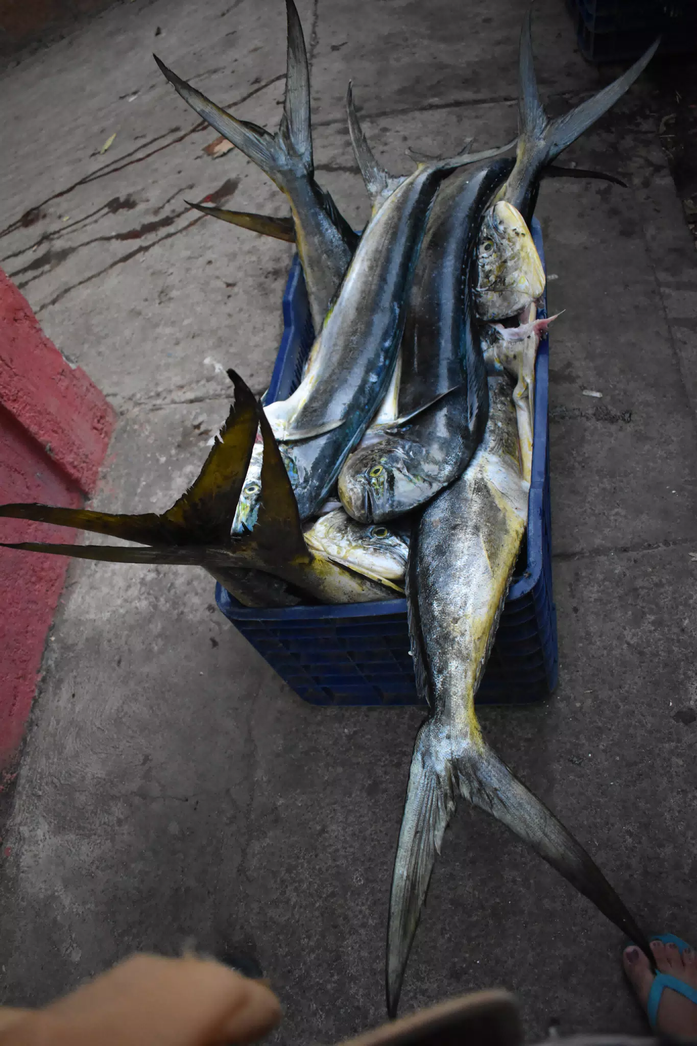 Fish Haul in Las Peñitas, Nicaragua