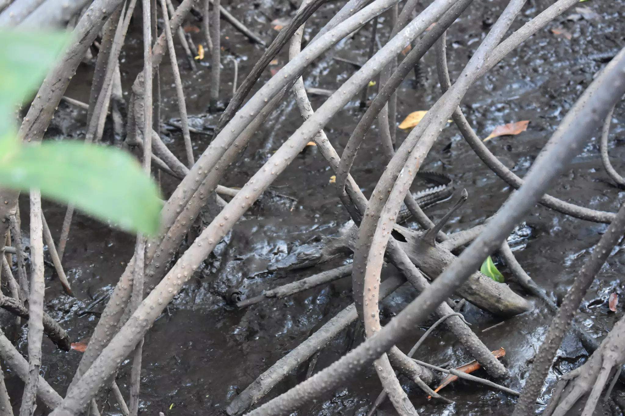 Crocodile in the Juan Venado Estuary