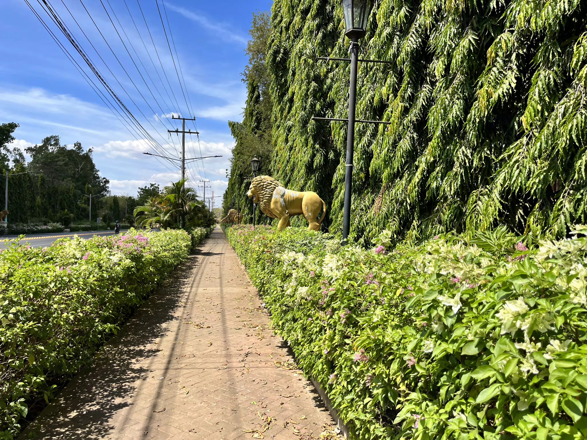 Lions in Leon Park, Nicaragua