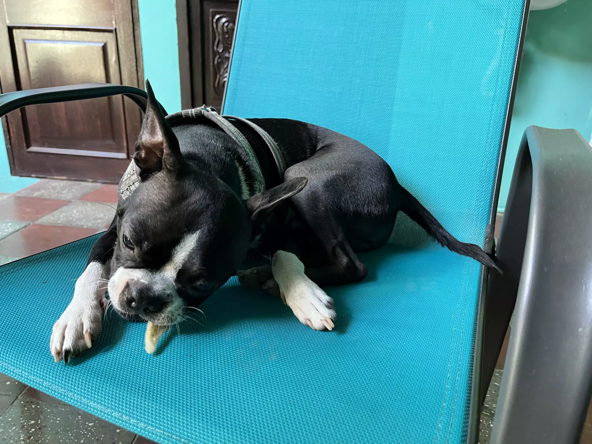 Clive with Bone on Chair