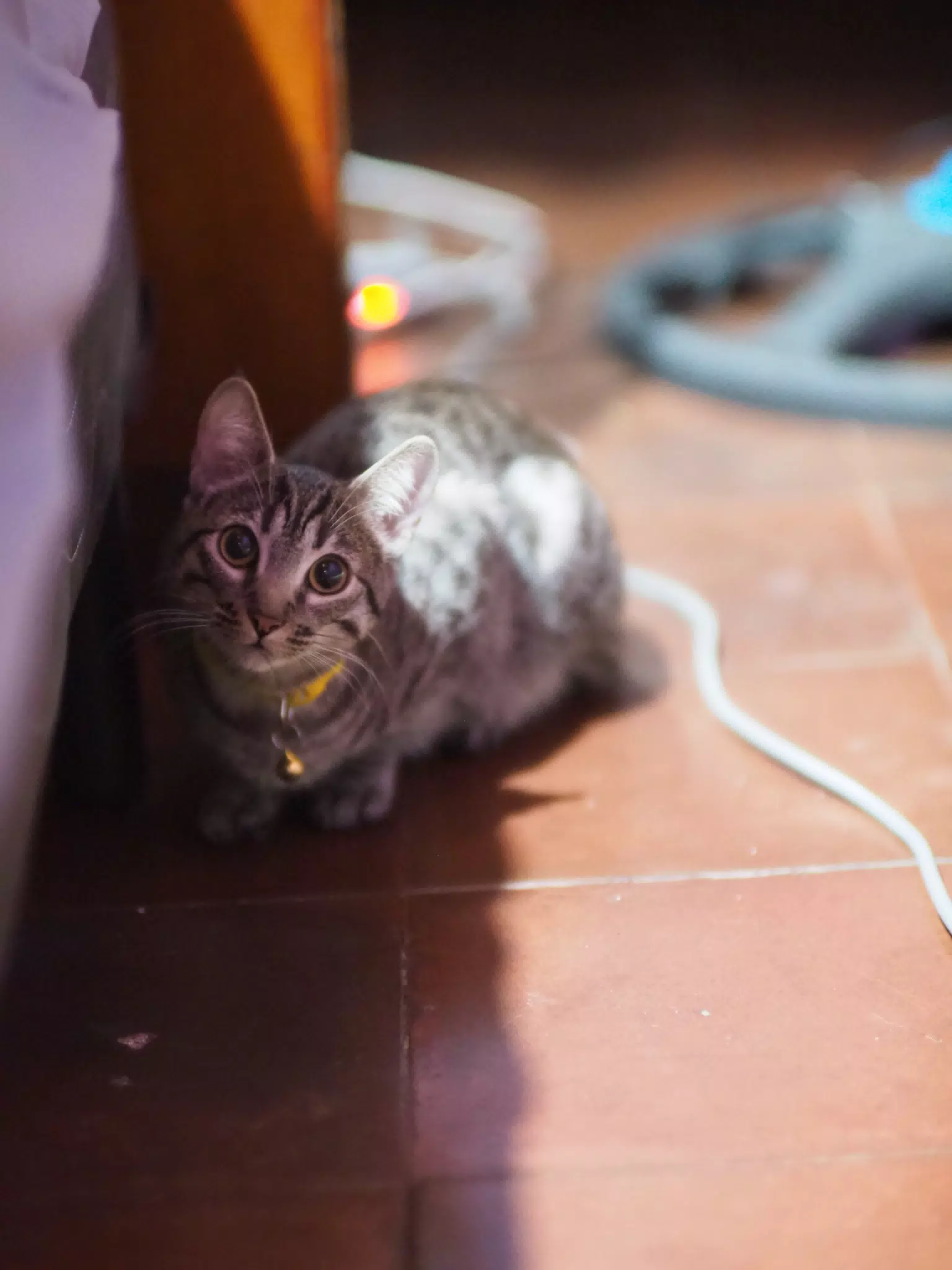 Minerva the Kitten