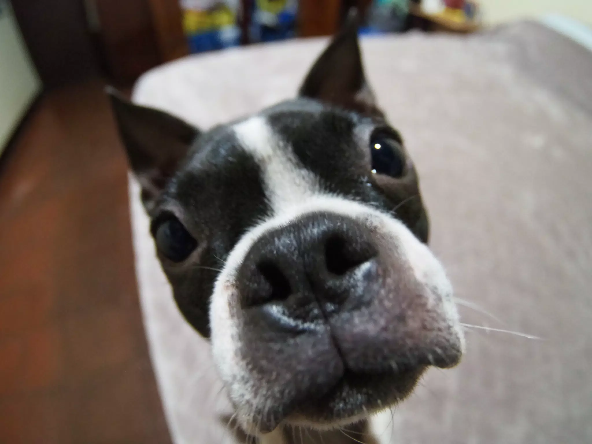Boop the Boston Nosw