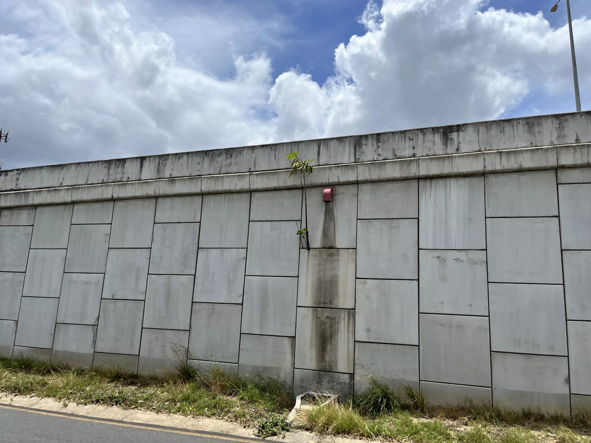 Tree Growing from Side of Highway