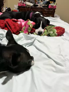Tired Dogs