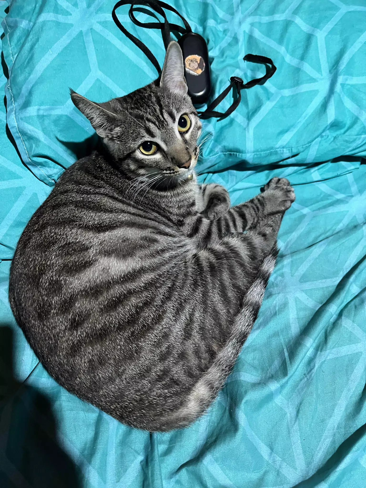 Minerva the Cat