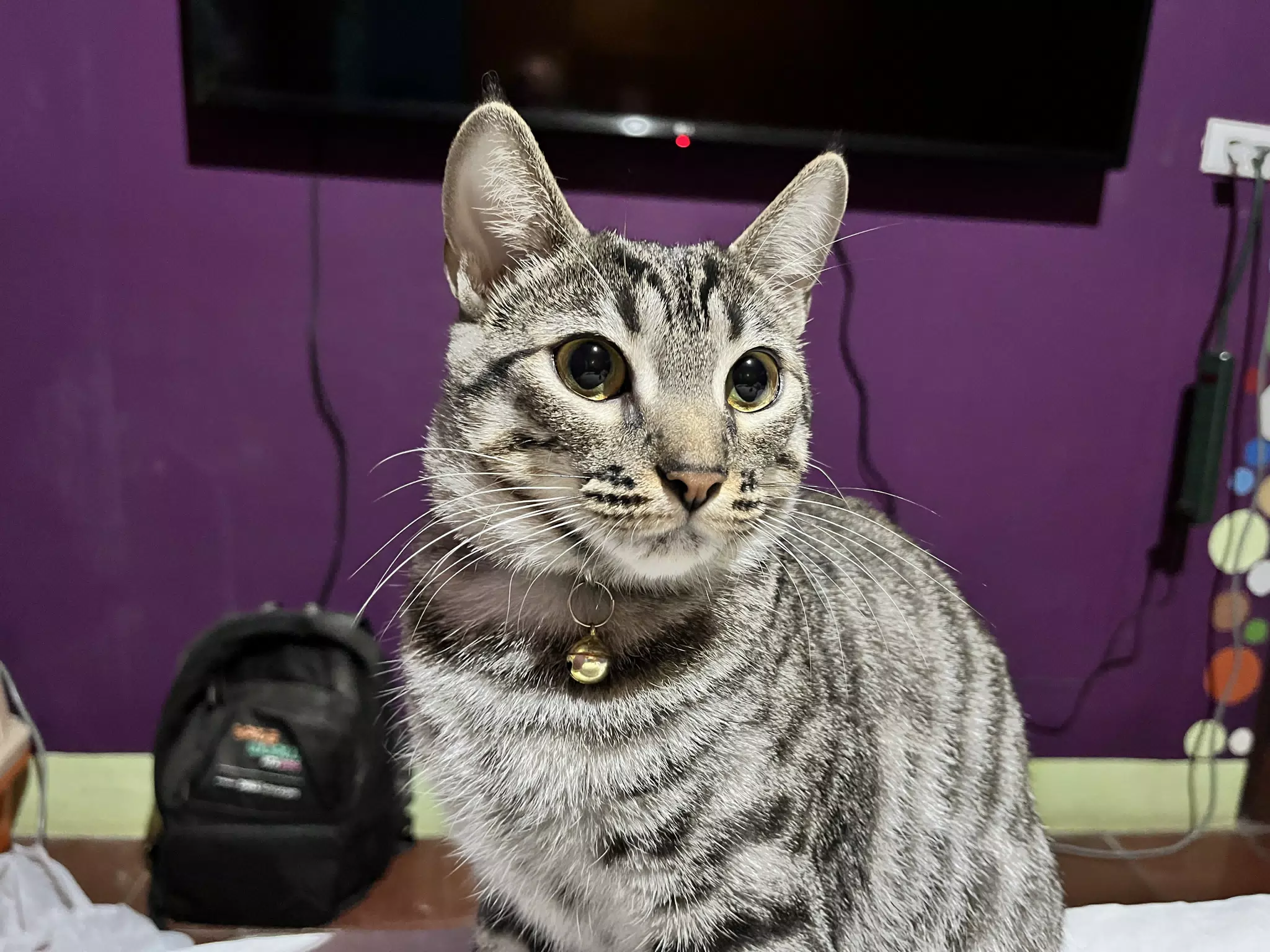 Minerva the Cat