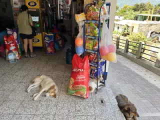 ATM Guard Dogs