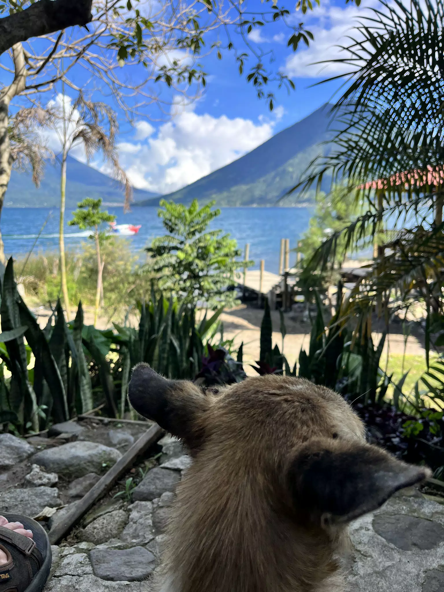 Dog on Lake Atitlan