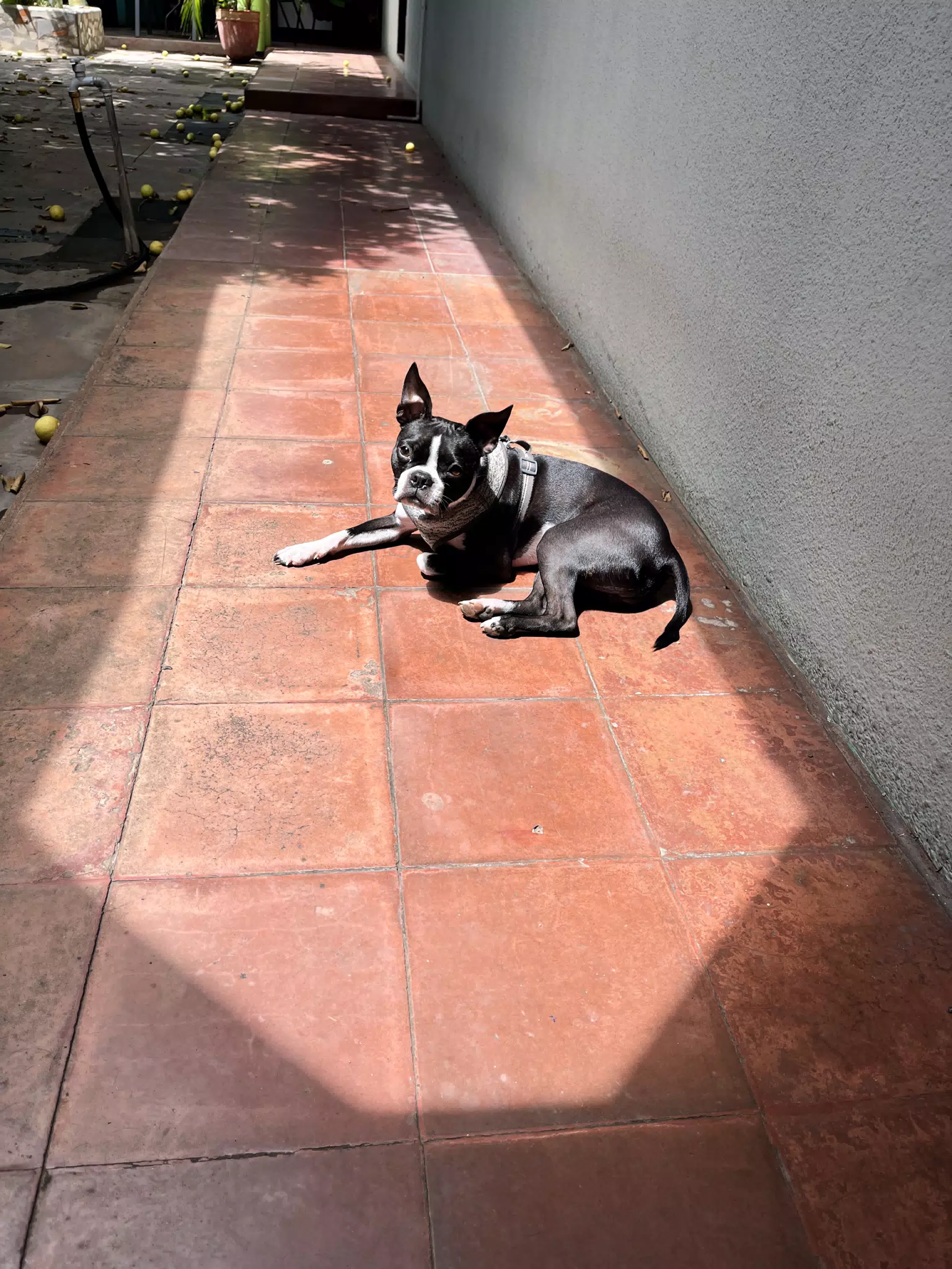 Clive in the Sunlight