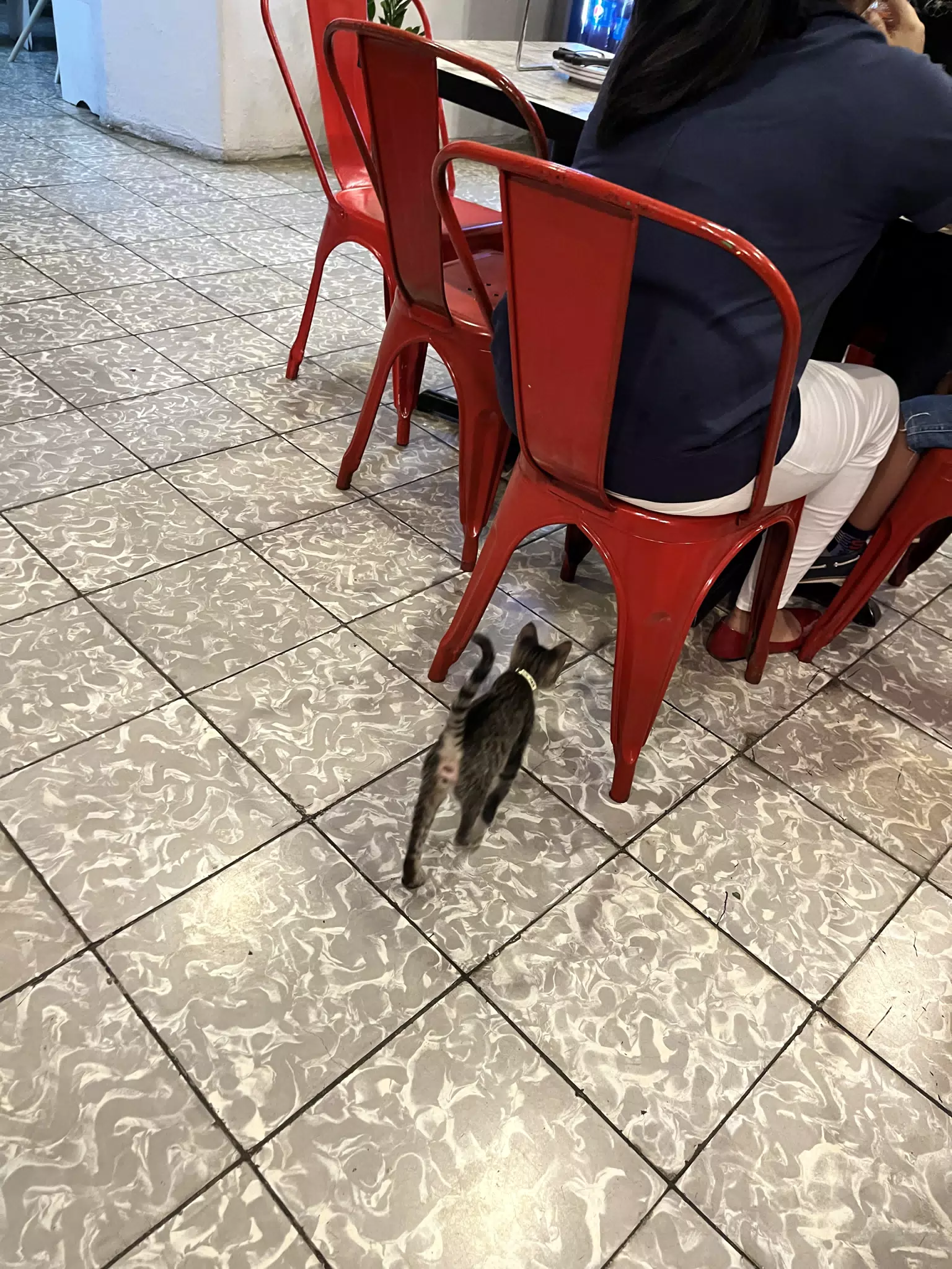 Cat Butt
