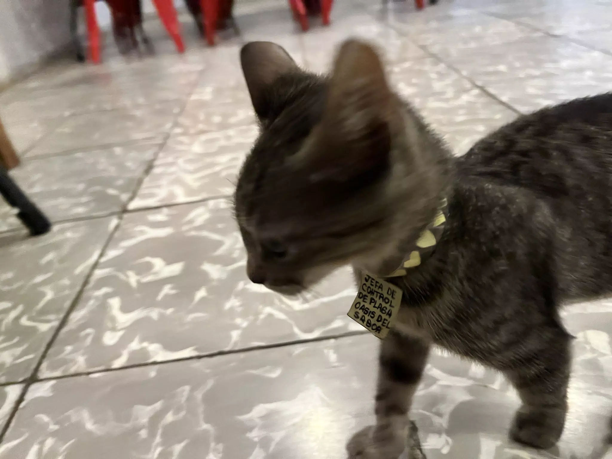 Boss Kitten