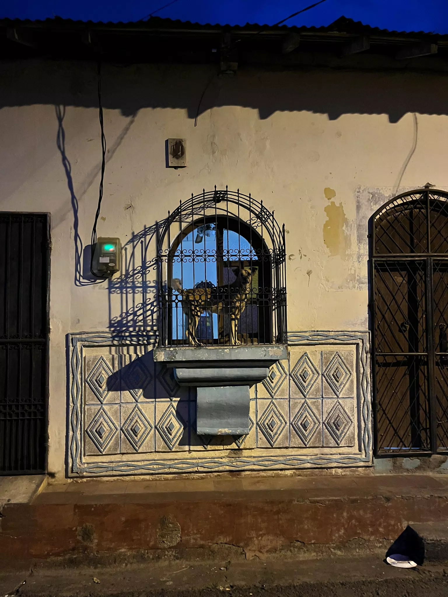 Dog in the Window