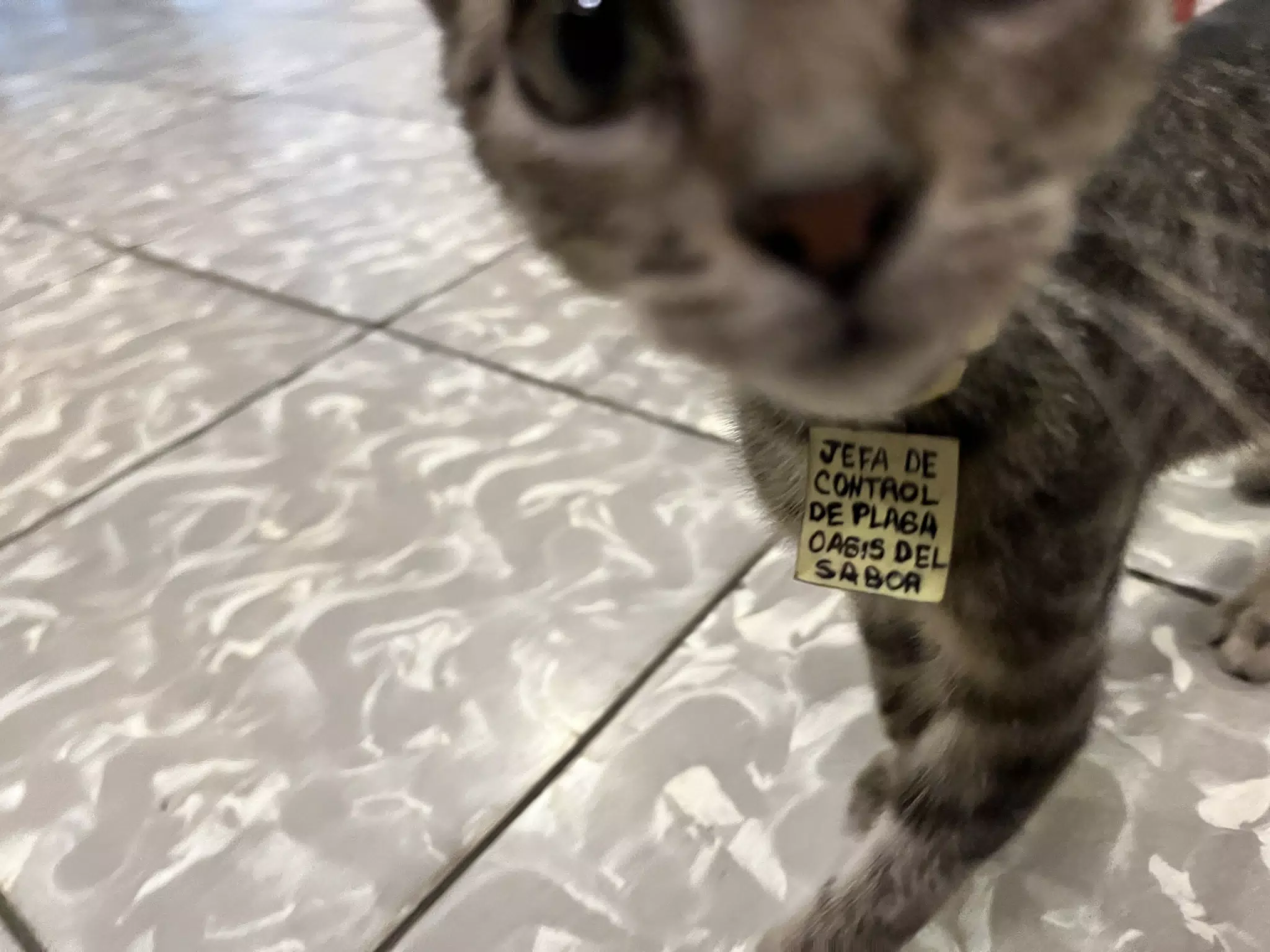 Boss Cat at Oasis del Sabor