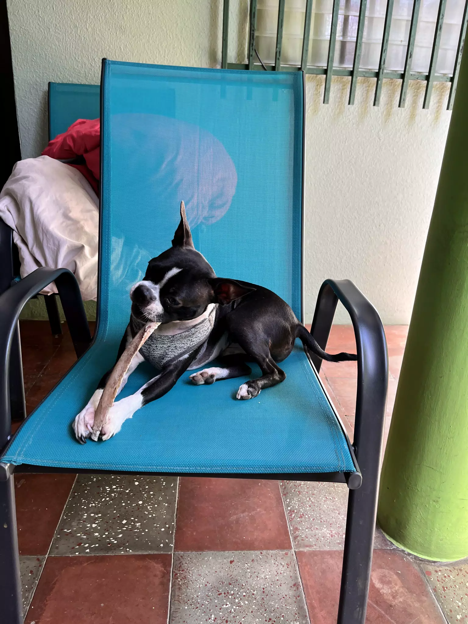 Clive on Chair with Tomahawk Bone