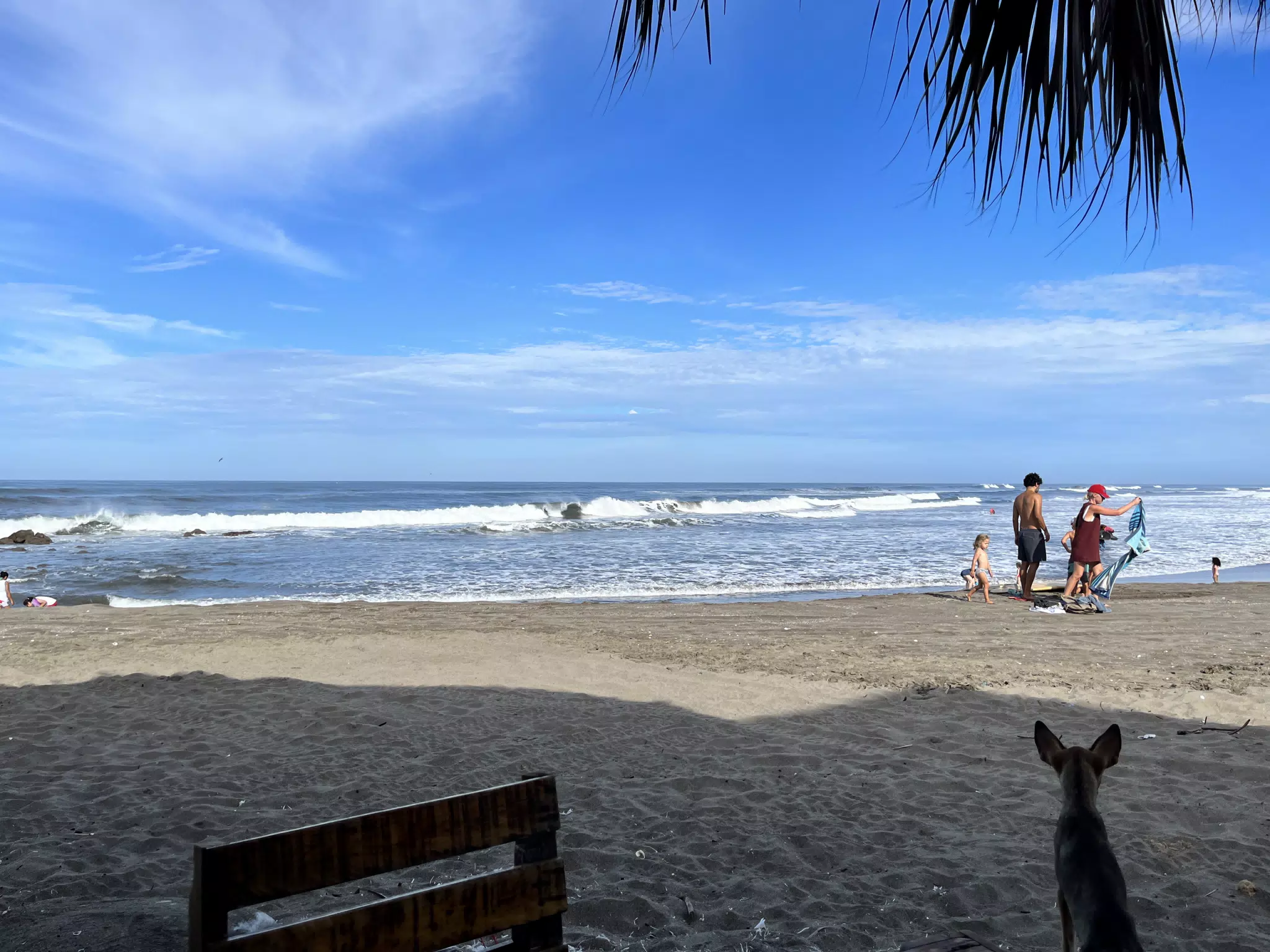 Dog Looking Out to Sea at the Simple Beach Lodge