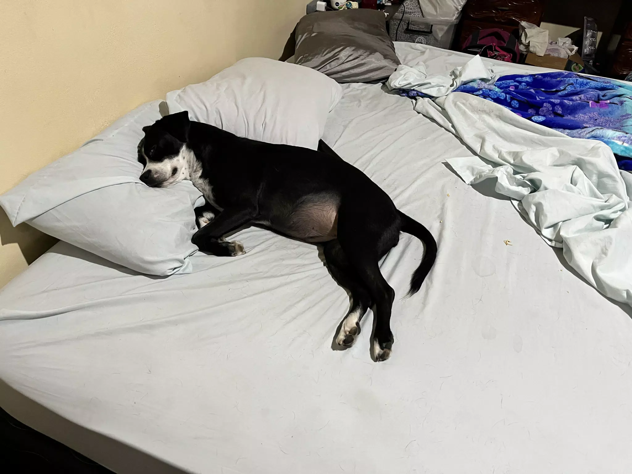 Mia is All About Her Pillows