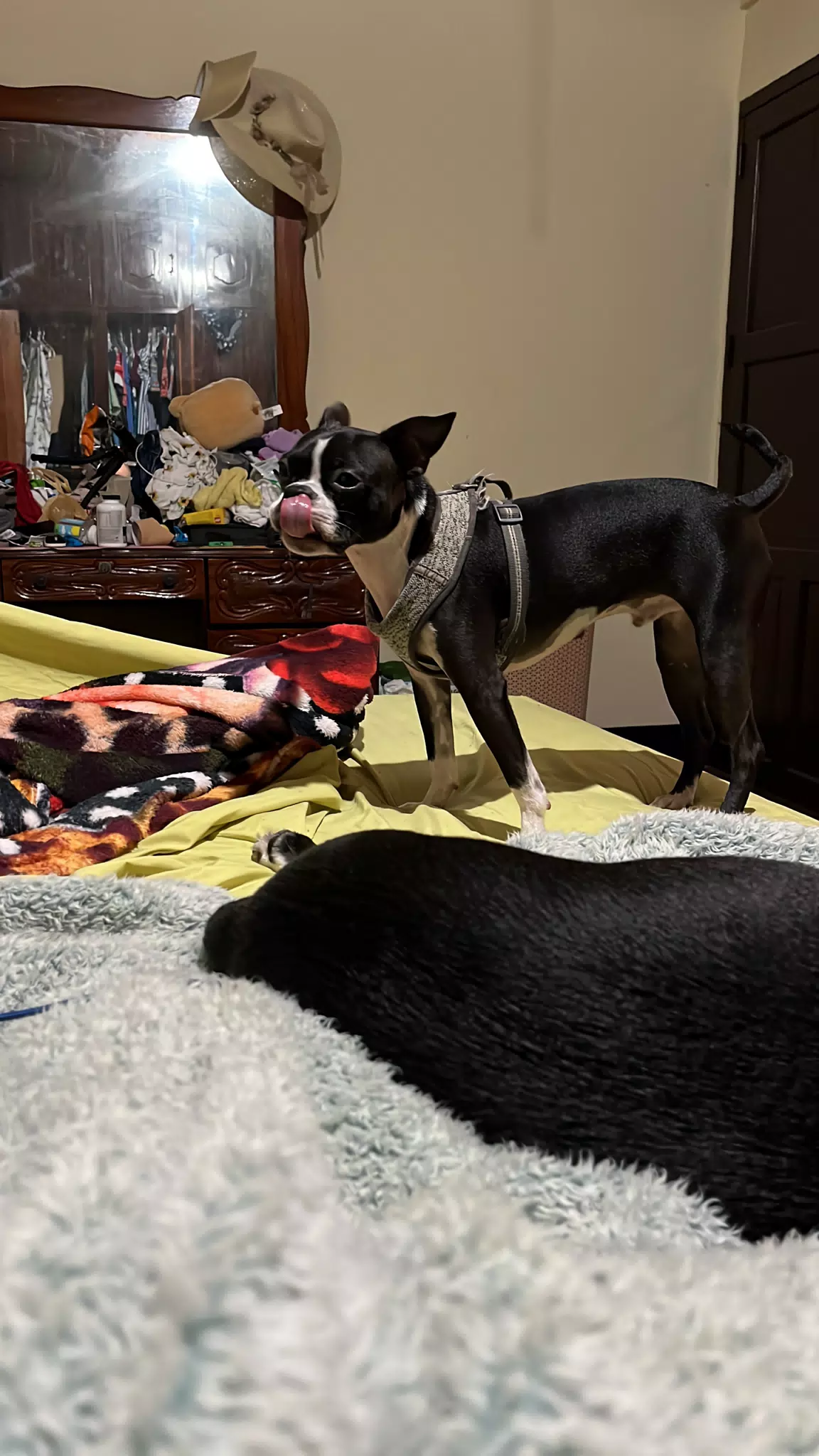Clive the Boston Terrier