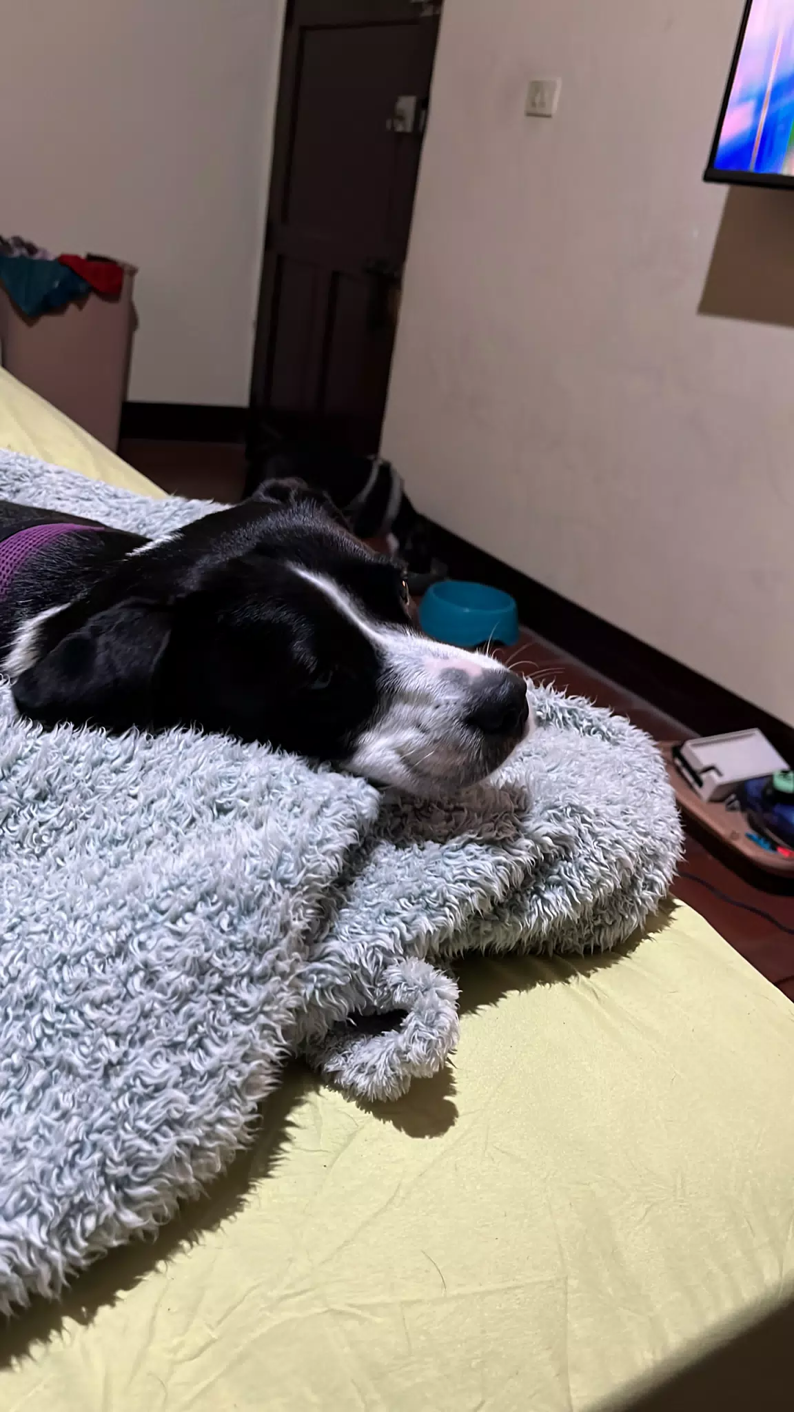 Mia Sleeping
