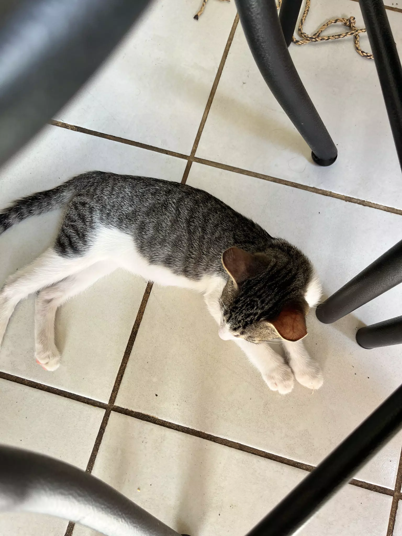Fito the Cat
