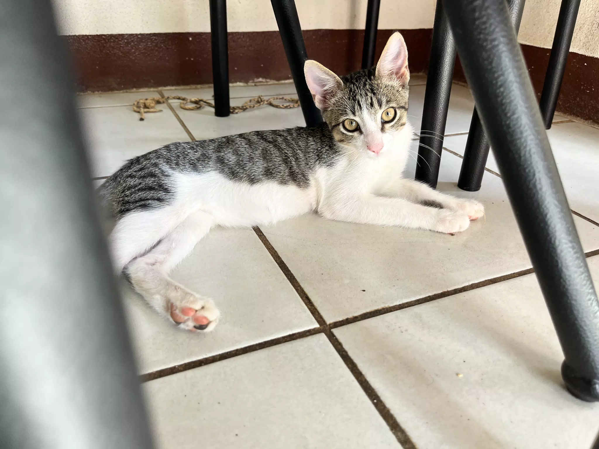 Fito the Cat in Ciudad Sandino