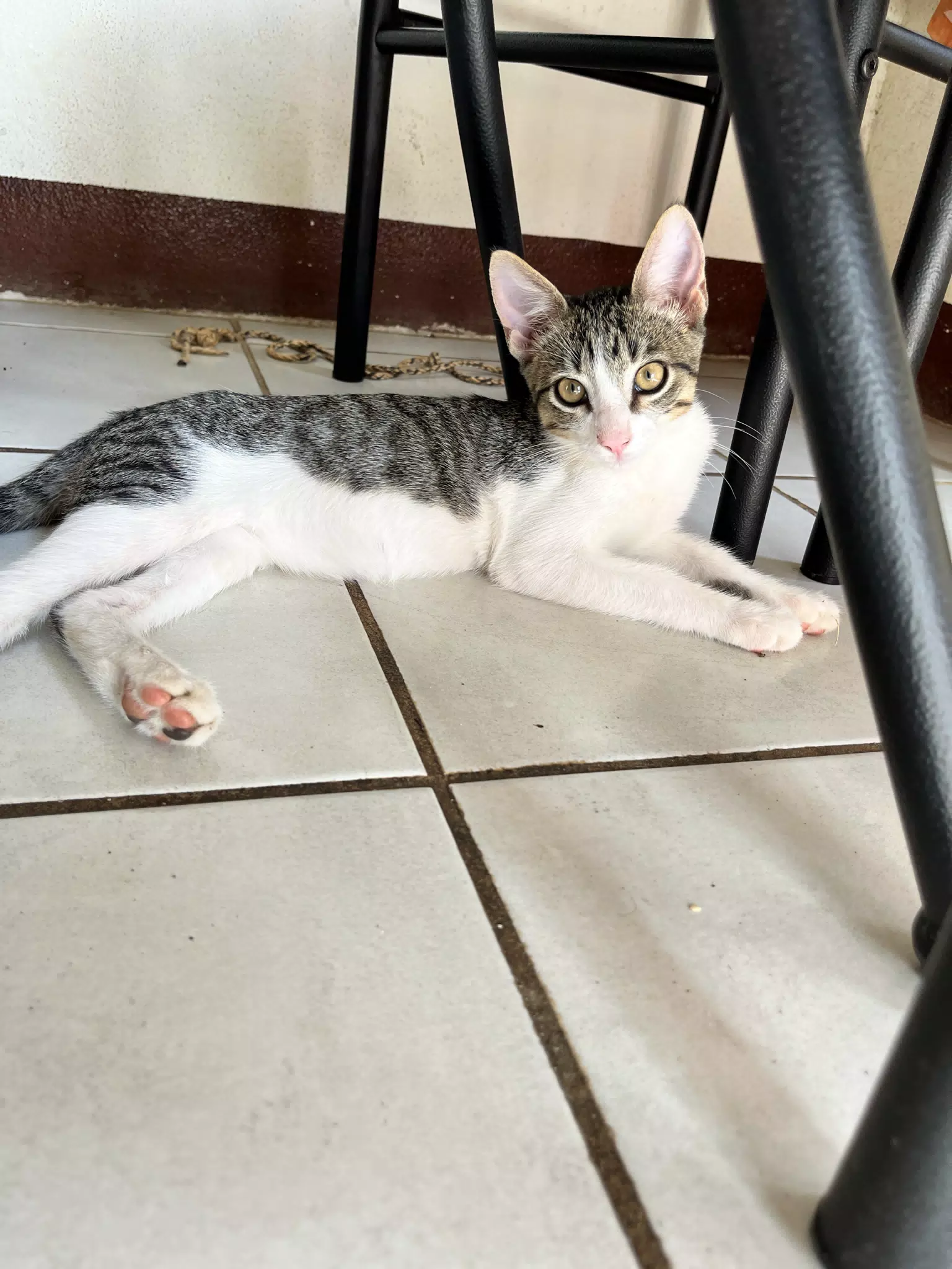 Fito the Cat
