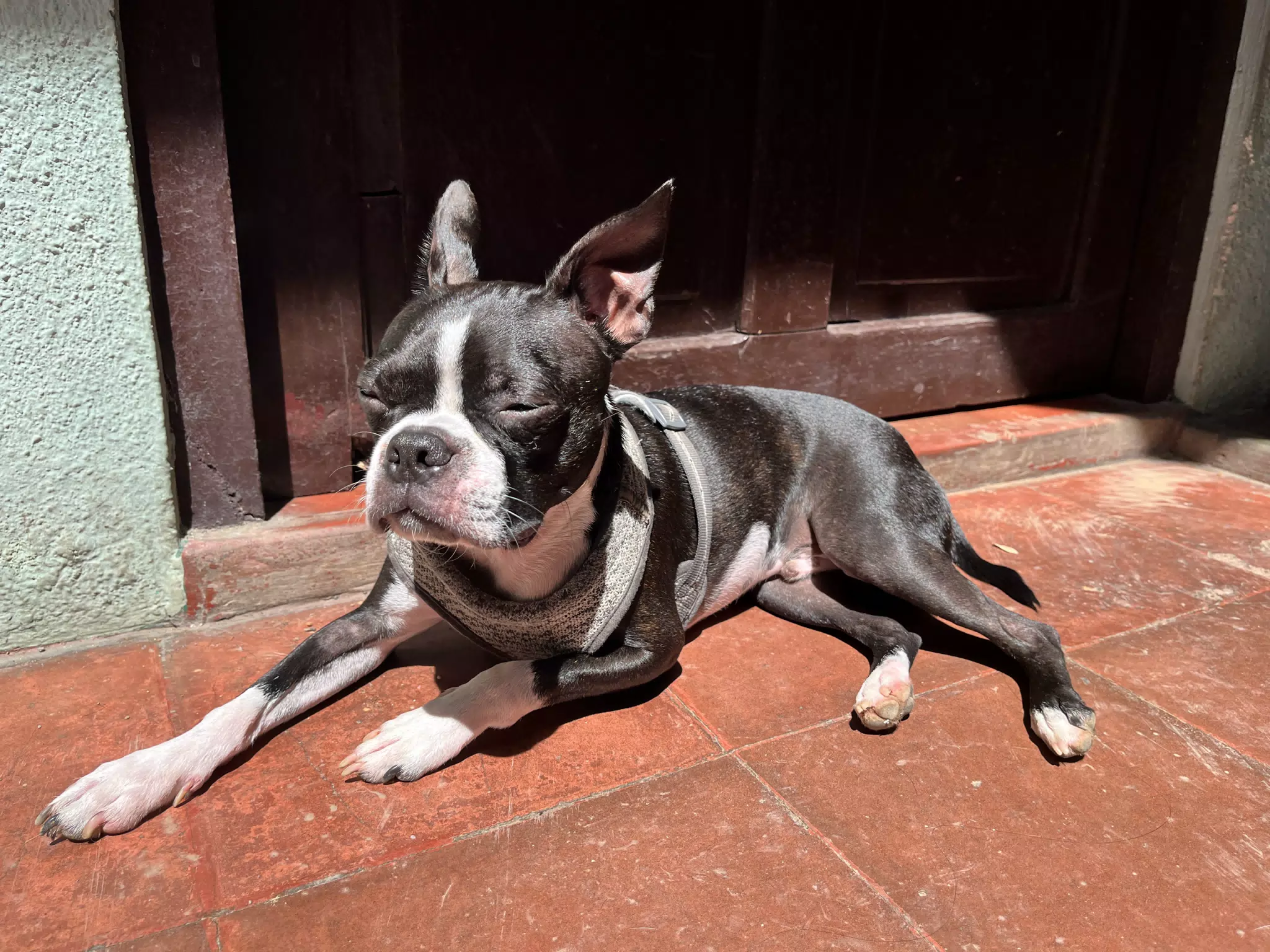 Clive in the Sun