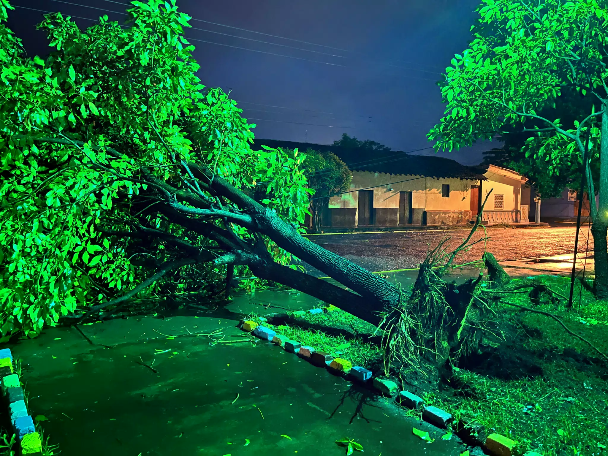 Tree Ripped Out by Hurricane in Laborio, Nicaragua