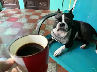 Coffee and Clive in Laborio