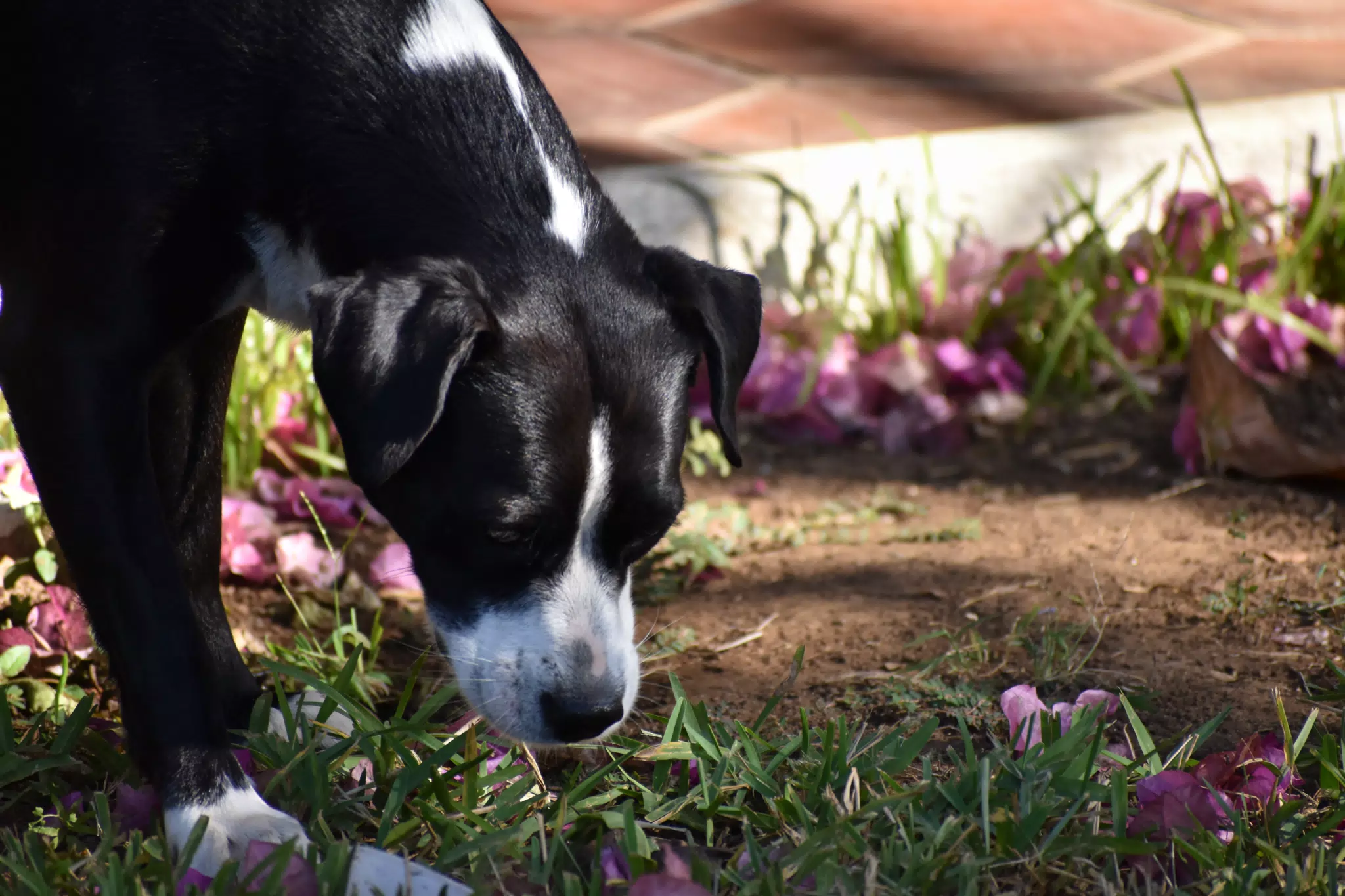 Mornings in the Garden