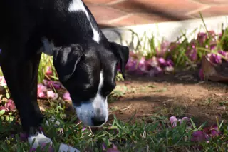 Mornings in the Garden