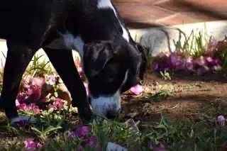 Mornings in the Garden