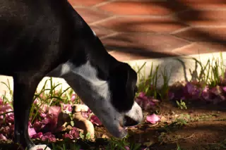 Mornings in the Garden