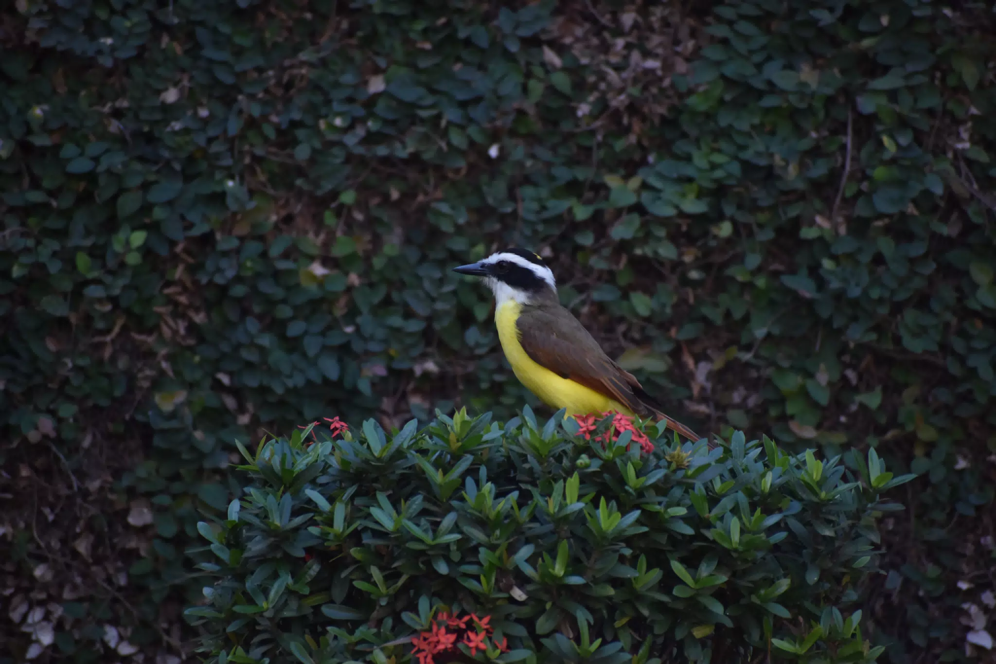 Mornings in the Garden