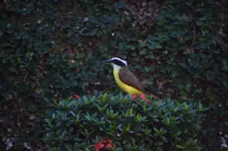 Mornings in the Garden