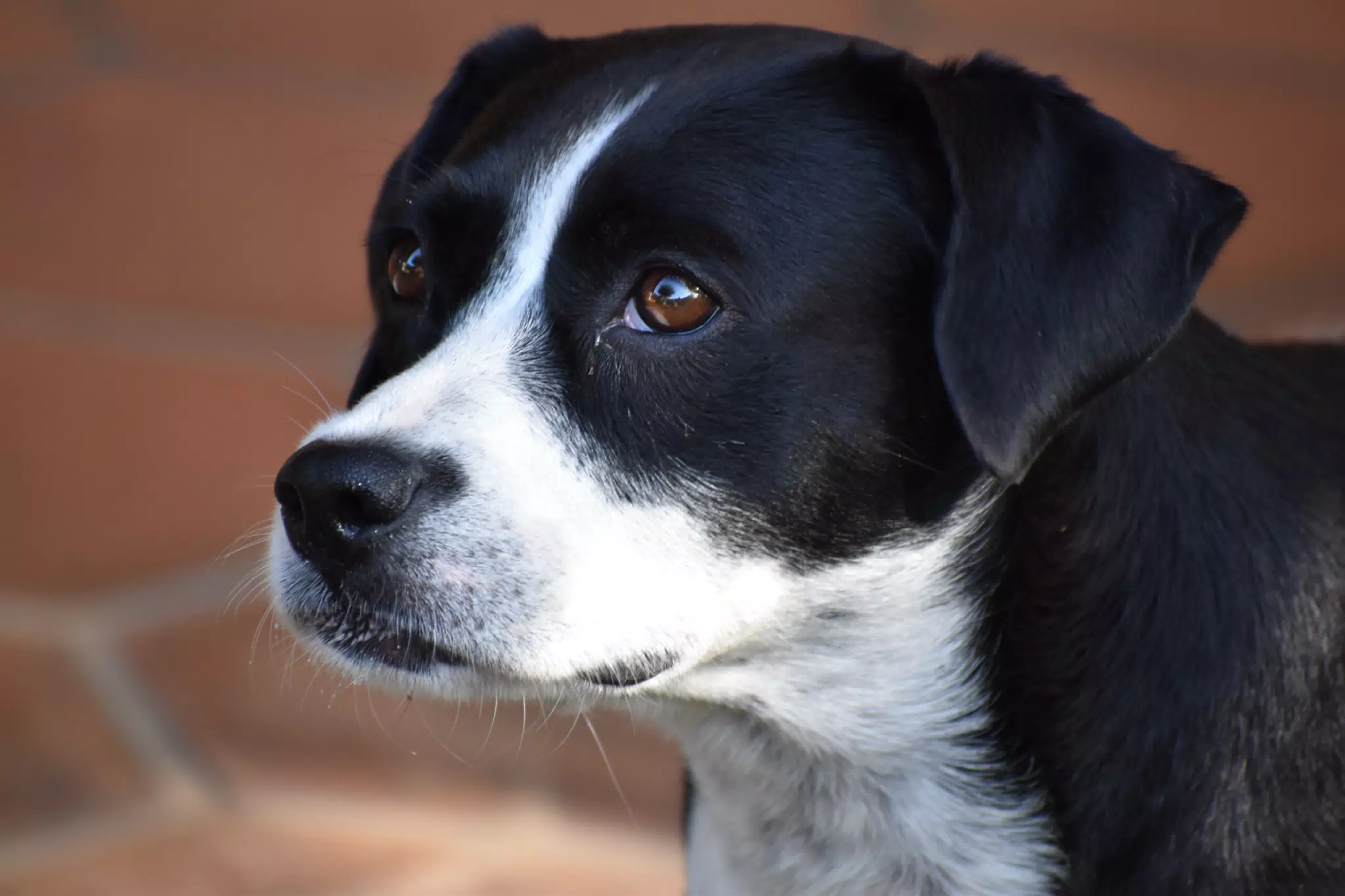 Mia the Blue Heeler Mix in the Garden