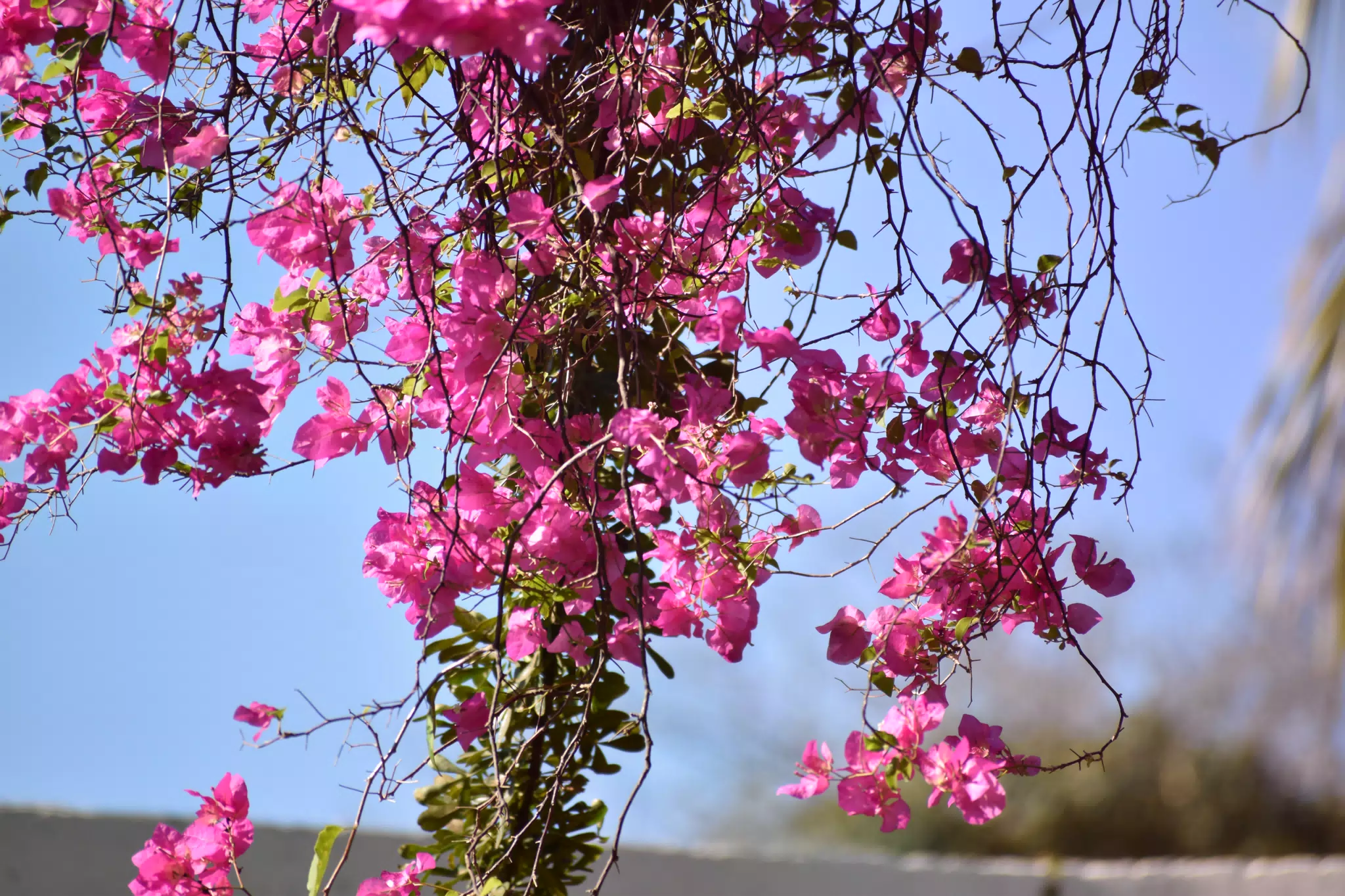 Mornings in the Garden