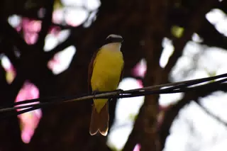 Mornings in the Garden