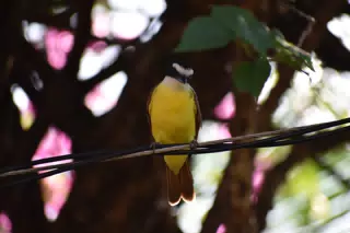 Mornings in the Garden
