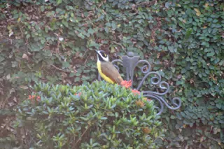 Mornings in the Garden