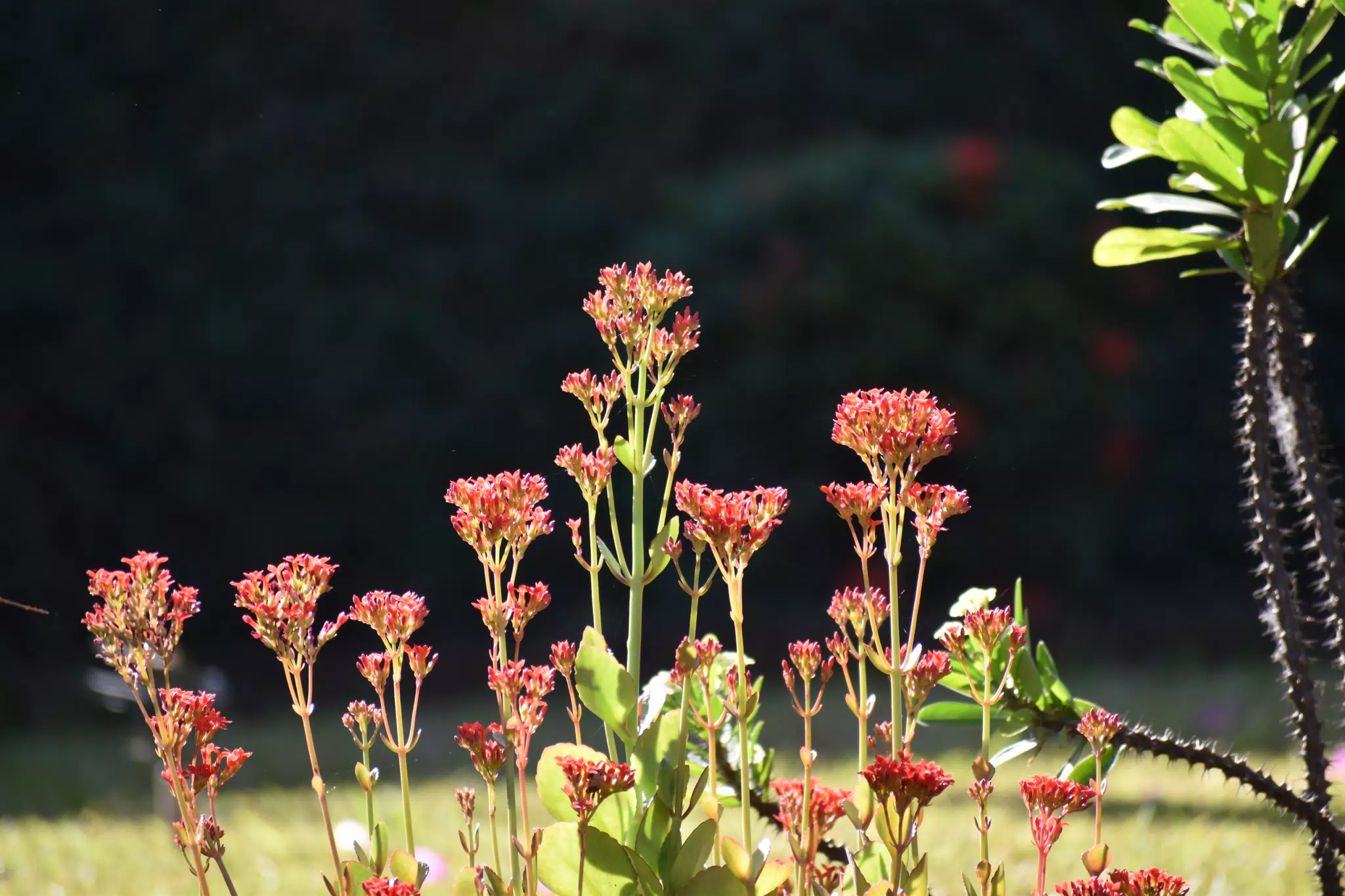 Mornings in the Garden