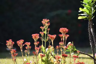 Mornings in the Garden