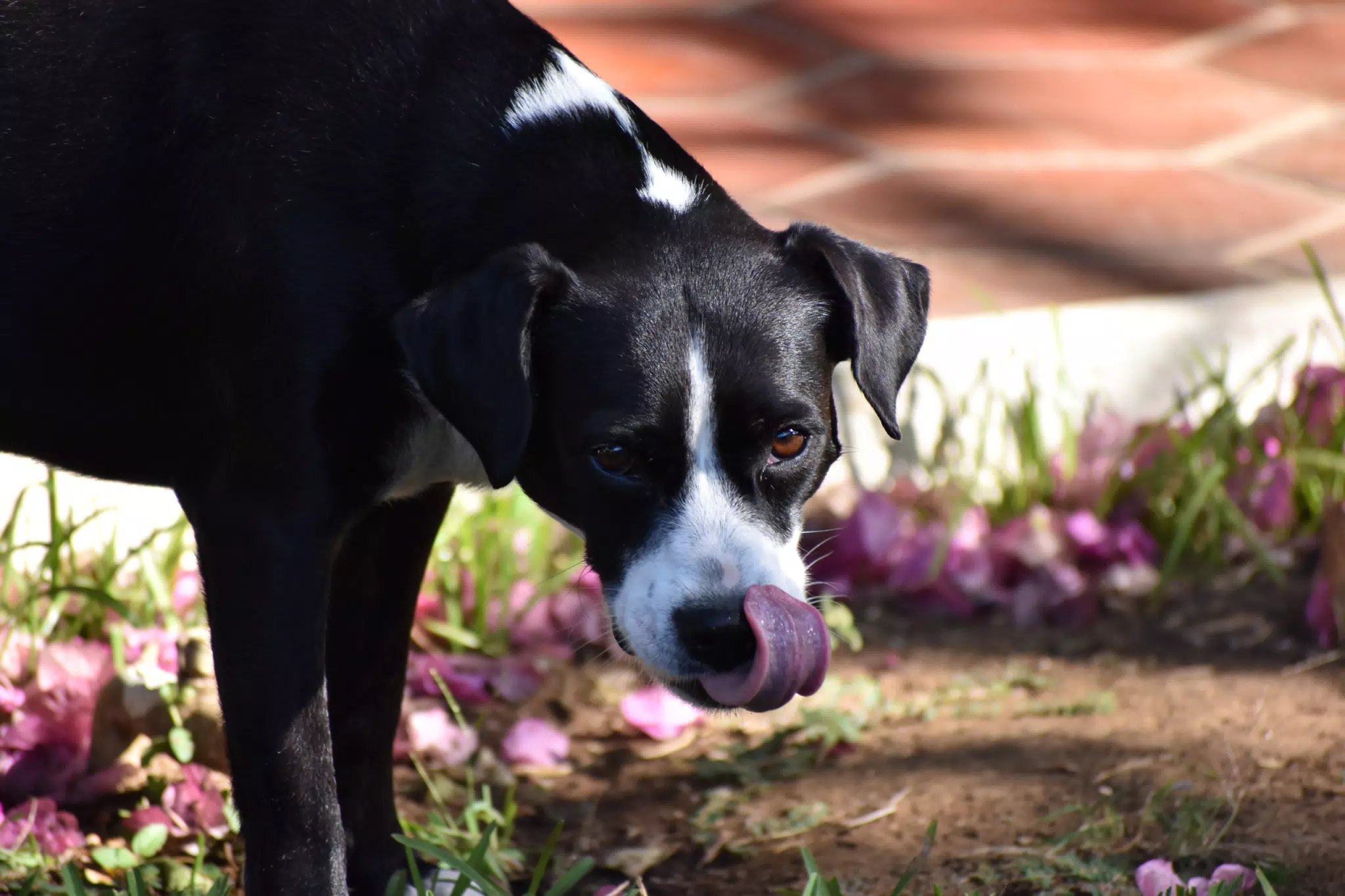 Mornings in the Garden