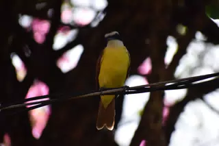 Mornings in the Garden